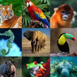 ANIMALES