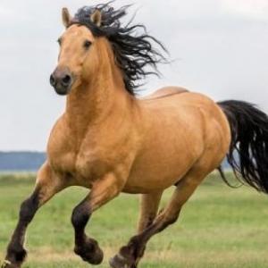 Animales