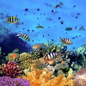 Aquatic Animals