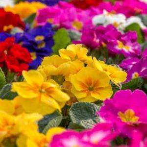 LAS PLANTAS