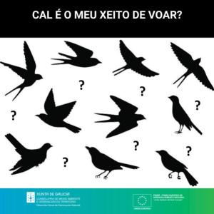Cal é o mei xeito de voar?