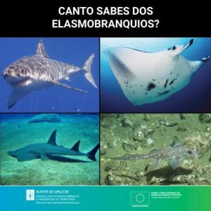 Canto sabes dos elasmobranquios?
