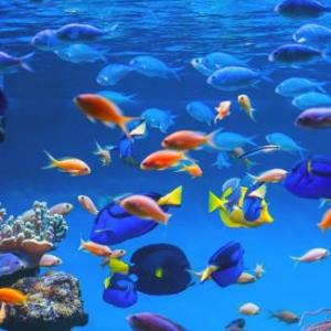 Memoria de peces