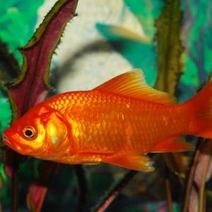 Peces de agua dulce