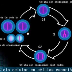 La interfase