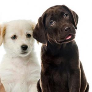 BUSCÁ LOS PERROS IGUALES