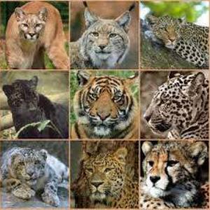 animales salvajes
