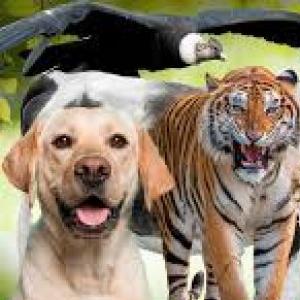 Los animales