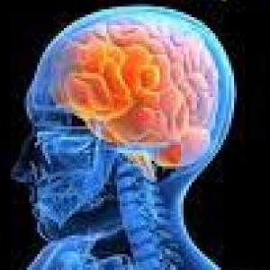 sistema  nervioso humano