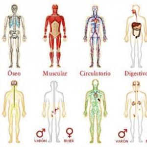 Sistemas del cuerpo