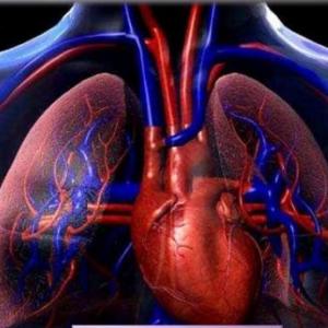 Sistema Circulatorio y Pulmonar 1