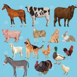 Memory de animales en LSB