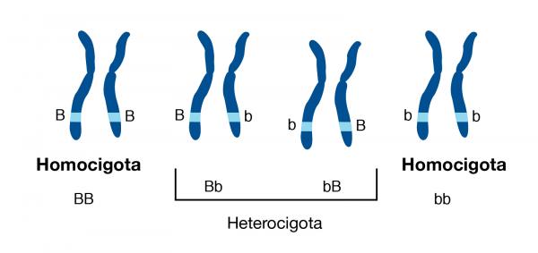 Genética de Mendiel