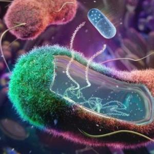 Las bacterias