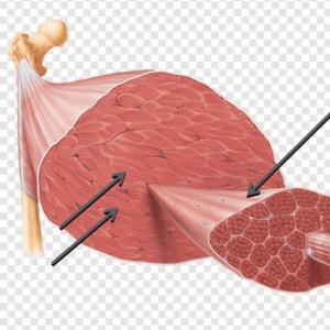 tejido muscular