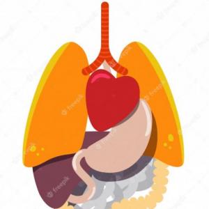 aparatos y sistemas del cuerpo humano
