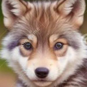 LOBOS