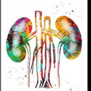 Anatomía renal