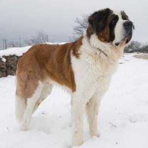 Jugando con los animales domésticos