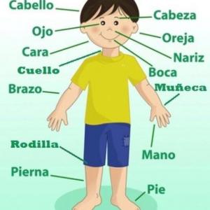 EL CUERPO HUMANO 