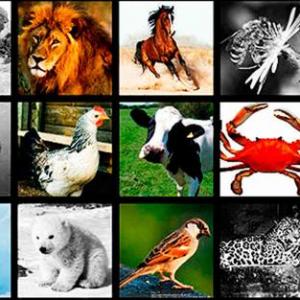 Ducha de animales