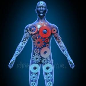 PARTES QUE COMPONEN EL CUERPO HUMANO