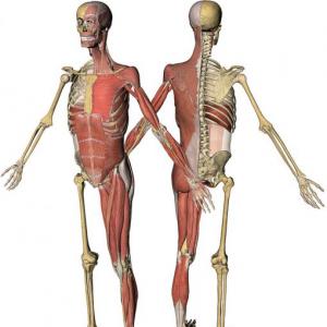 FORTALECIMIENTO DE LOS SISTEMAS OSEO Y MUSCULAR