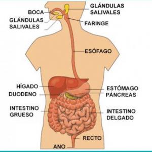 Imagen de portada del videojuego educativo: La nutrición y el sistema digestivo, de la temática Alimentación