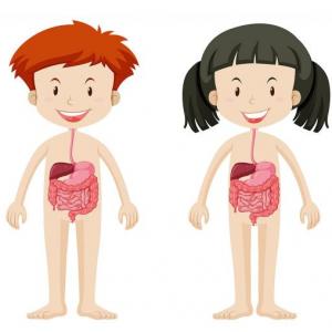 Sistema Digestivo Humano