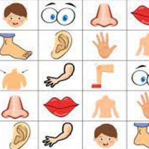 Portada del juego Body Parts – Idiomas