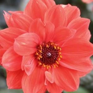 Las flores