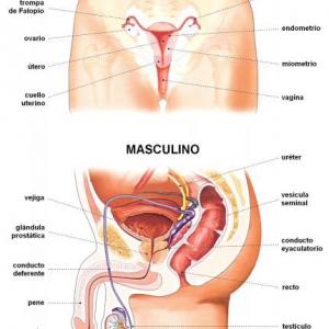 Aparato reproductor masculino y femenino