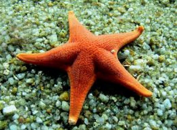 Animales Invertebrados