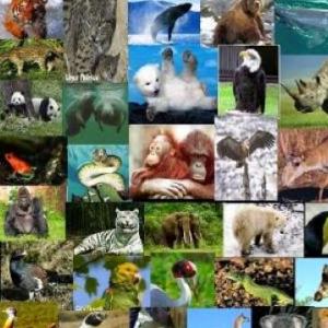 S.O.S Animales en Peligro