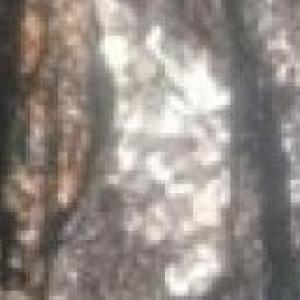 PROPIEDADES OPTICAS PARELOS Y CRUZADOS