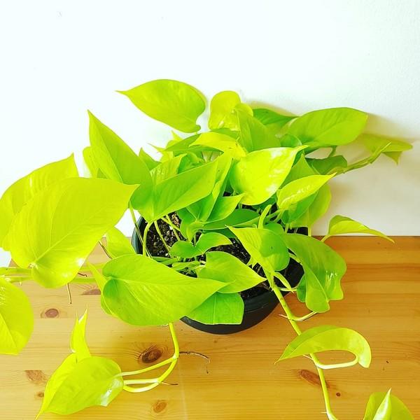Tipos de plantas