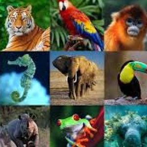  Animales con su hábitat