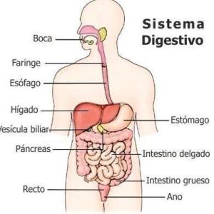 El Sistema Digestivo