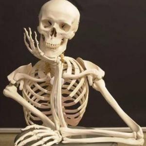 HUESOS DEL CUERPO HUMANO