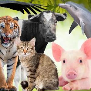 Animals