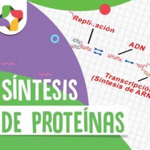 Los asombroso genes, código y mensaje genético.