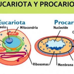 Imagen de portada del videojuego educativo: Eucariota vs Procariota, de la temática Biología