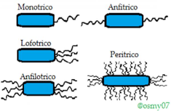 Imagen de portada del videojuego educativo: Flagelos bacterianos, de la temática Biología