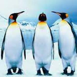 PINGUINOS