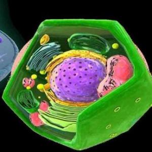 Imagen de portada del videojuego educativo: Las células, de la temática Ciencias