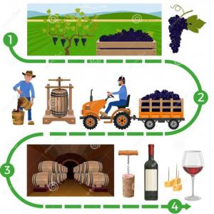 Proceso de elaboración del Vino