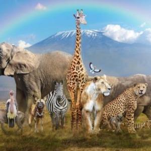 Los animales