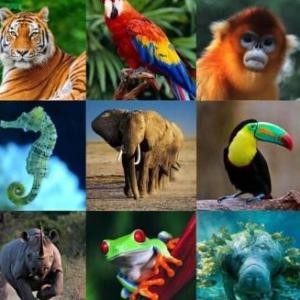 Animales 1
