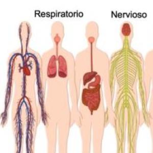 TRIVIA DEL SISTEMA RESPIRATORIO
