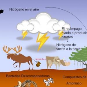 Ciclo del nitrógeno